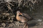 IMG 5460 - California Clapper Rail (Endangered Species -- in 1992, only 250 were believed to exist in the Bay Area)