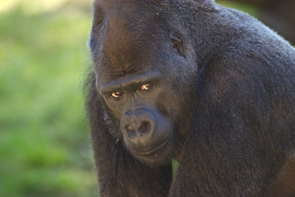 CRW_1448.jpg
(in captivity)