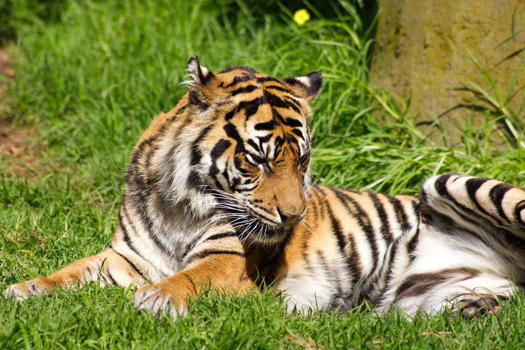 CRW_1497.jpg
(in captivity)