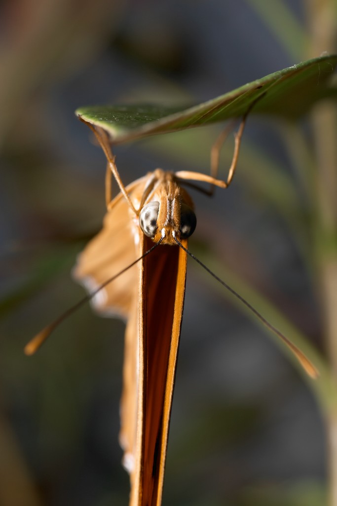 CRW_6846.JPG
(in captivity)