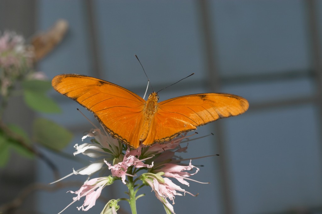 CRW_6845.jpg
(in captivity)