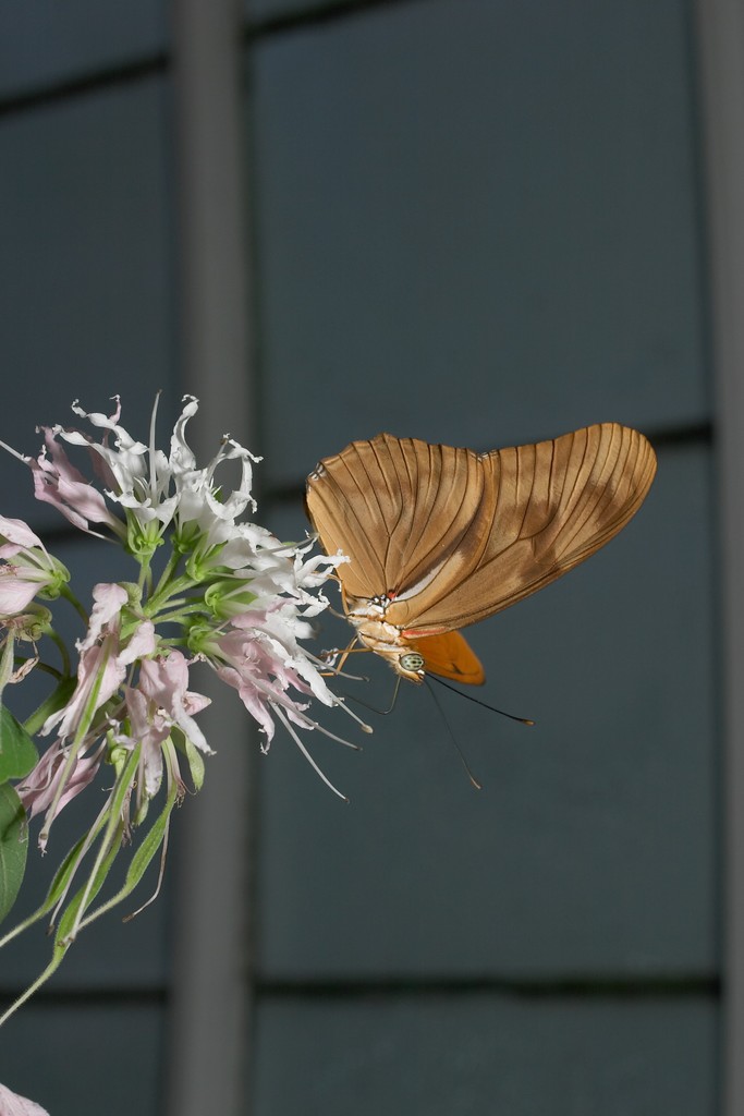 CRW_6852.jpg
(in captivity)