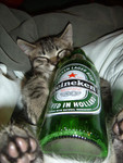 catwithbeerra1.jpg