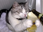 drunk_kittah.jpg