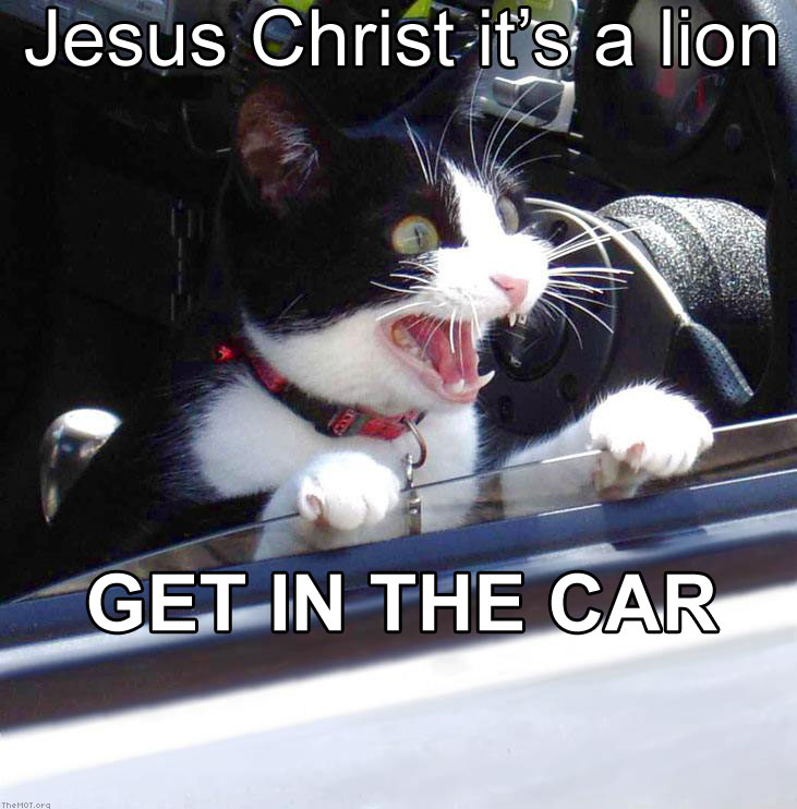 lioncarcat.jpg