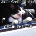 lioncarcat.jpg